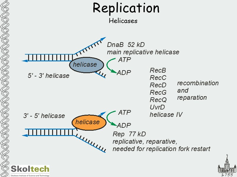 Replication Helicases